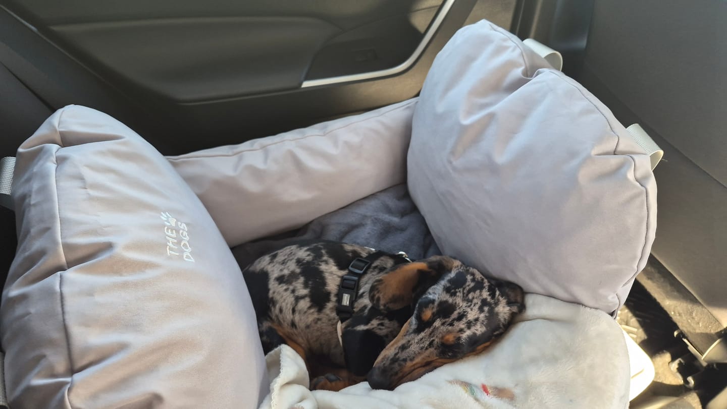 Customer photo review of Asiento Primera Clase THE DOGS — Viajes seguros y cómodos