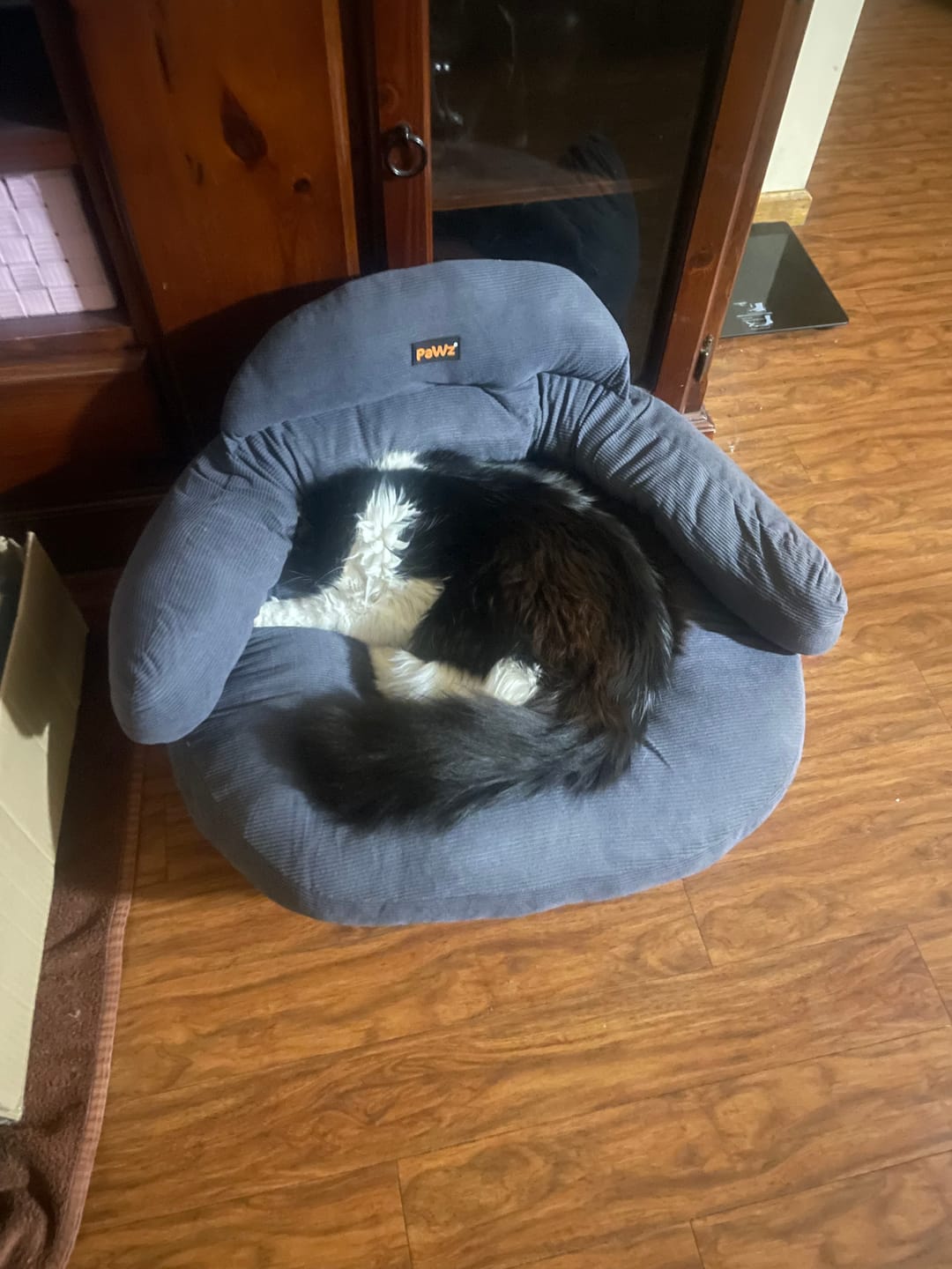 Customer photo review of CloudNest Elevated Pet Sofa Bed