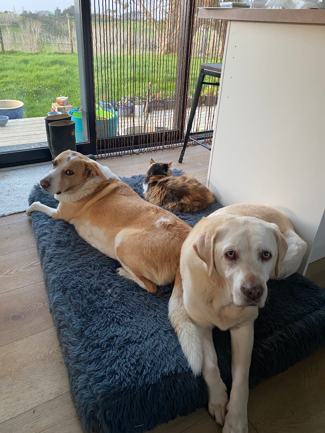 Customer photo review of Brooklyn® Ultra Memory Foam Bed
