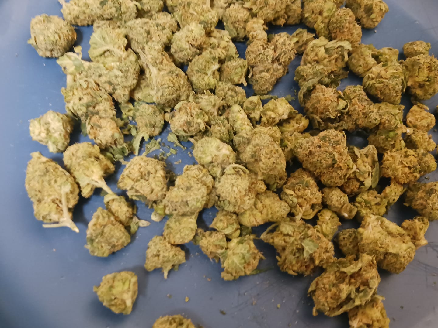 Customer photo review of Biscotti THCA Flower (Budget)