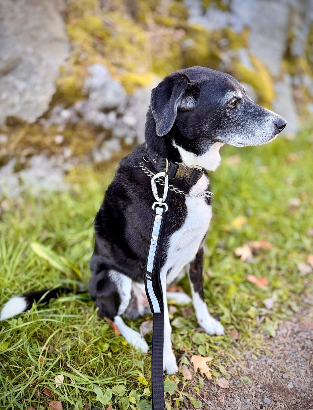 Customer photo review of Guard Leash Safe Svart - Väktarkoppel med handtag & reflex