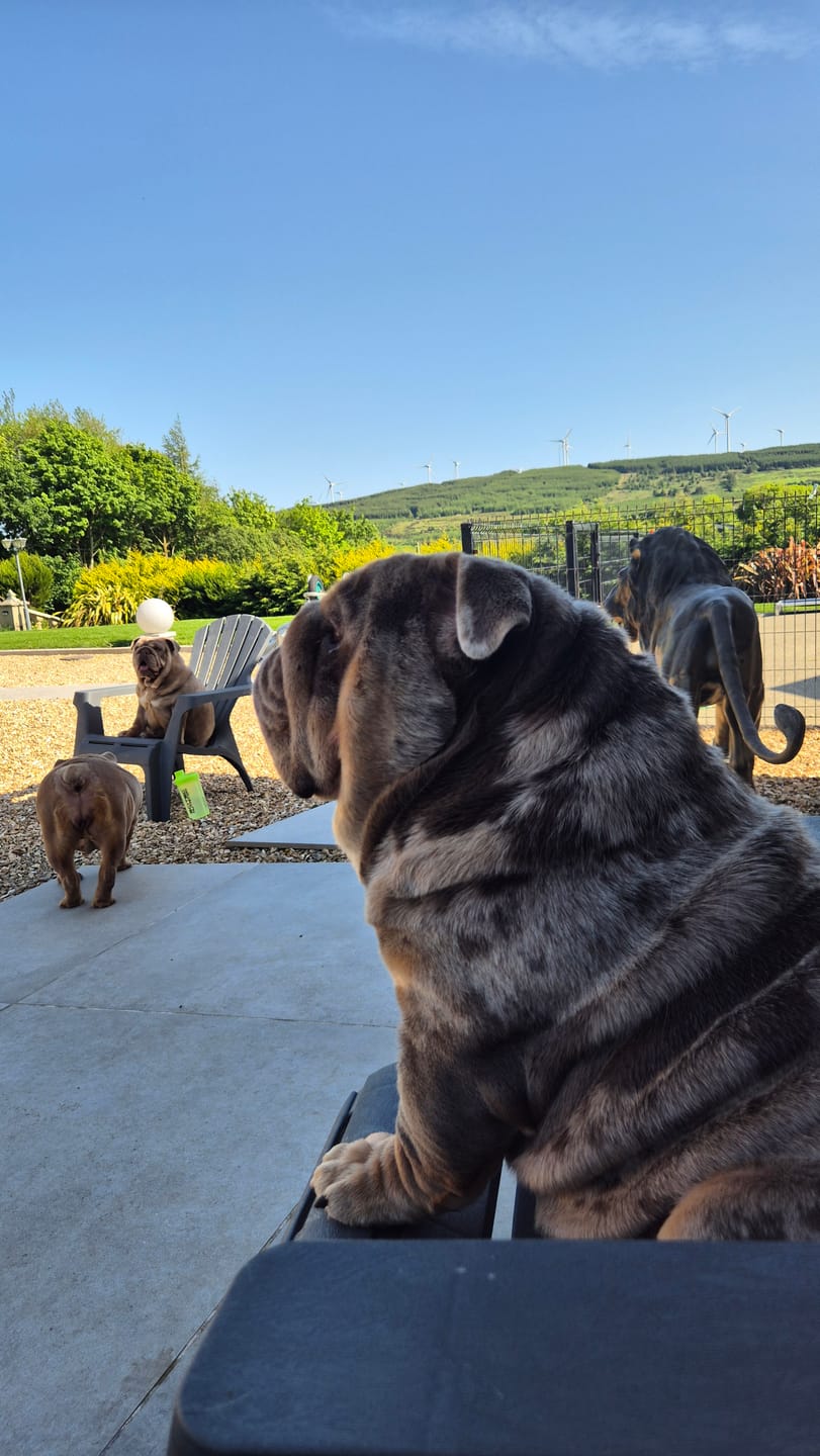 Customer photo review of Red Mills Engage Beef Dry Dog Food for Adult Dogs