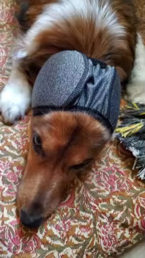 Customer photo review of Pawtiva | Capucha calmante para perros
