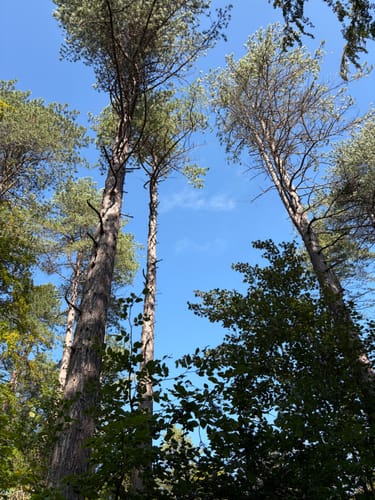 Customer's view of tall, pine trees against a blue sky, reflecting the woody inspiration for Oud Bazaar fragrance.