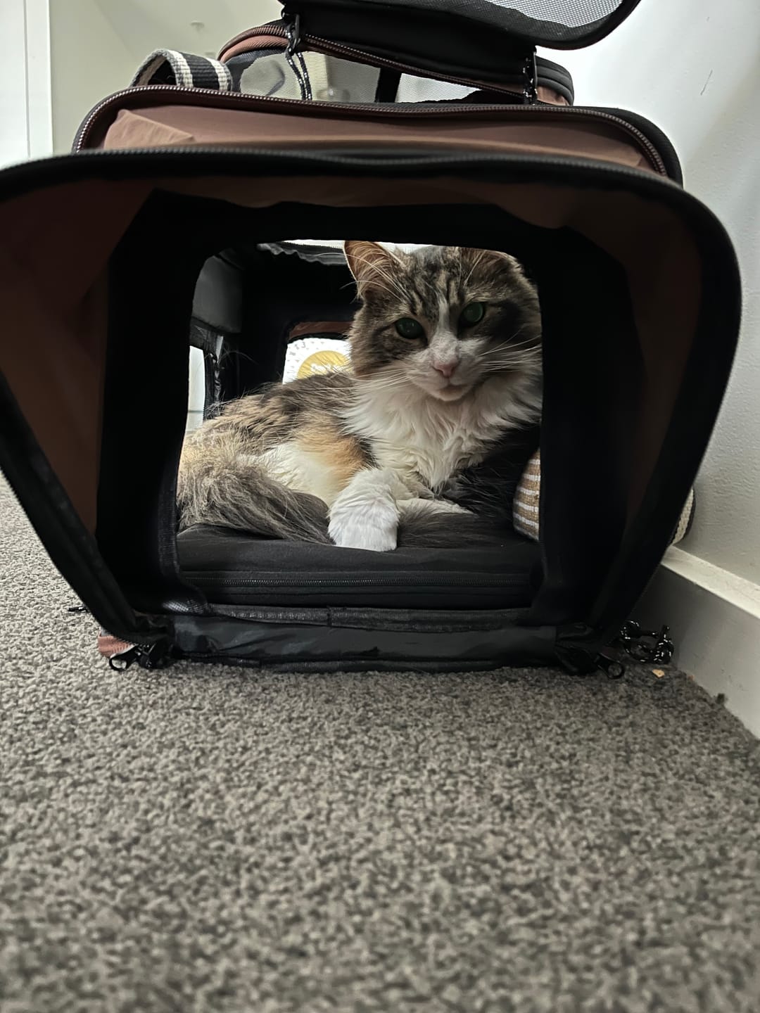 Customer photo review of Expandable Cat Carrier for 2 Cats – Airline Under-Seat Bag