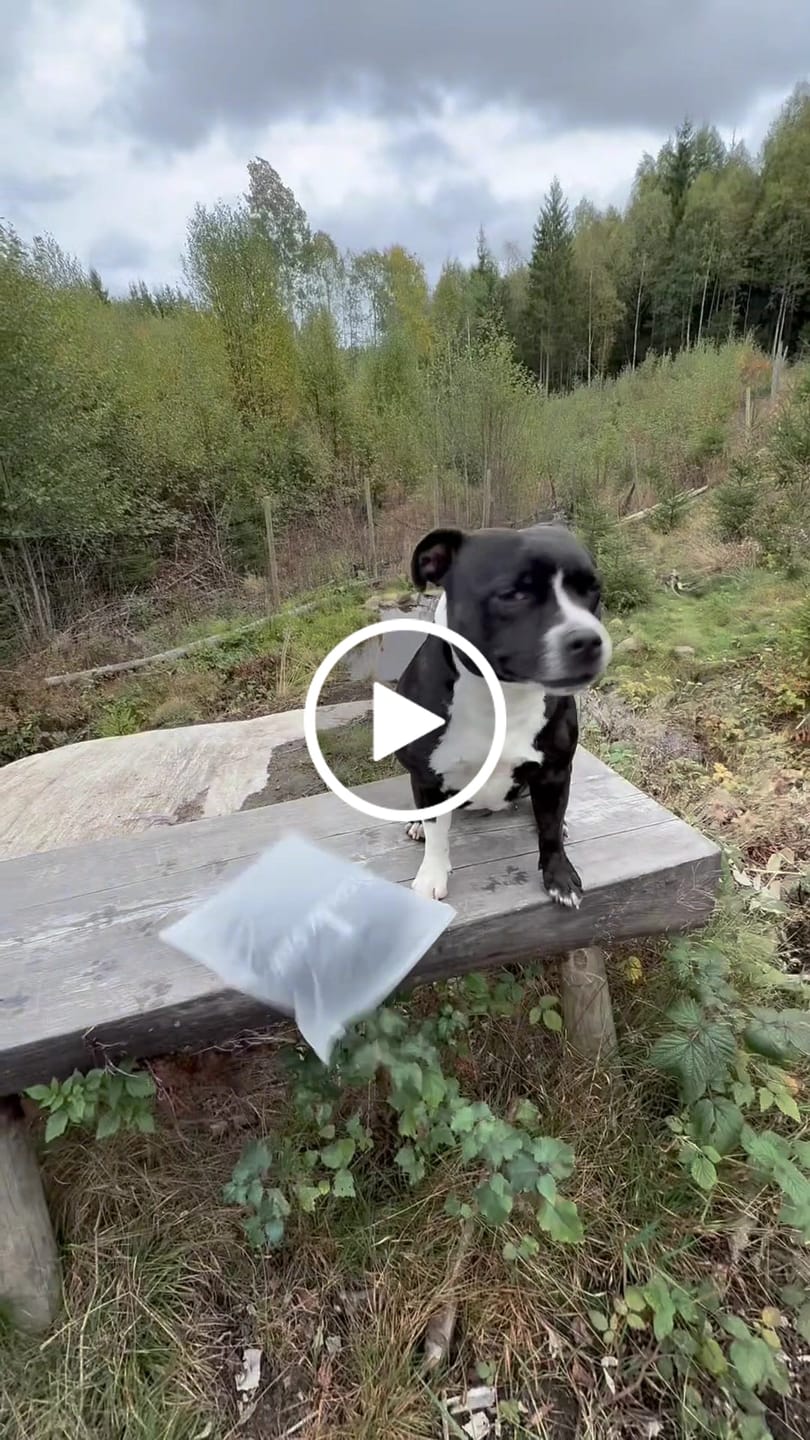 Customer video review of Essential Dog Hoodie - Black