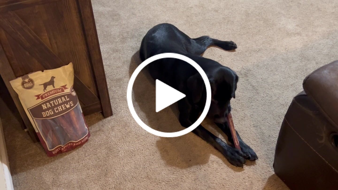 Customer video review of 12 Inch Monster Bully Stick