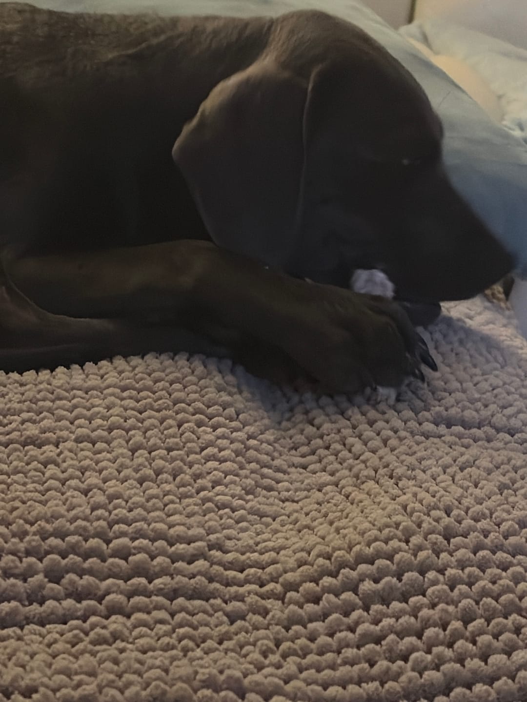 Customer photo review of 12 Inch Jumbo Bully Stick
