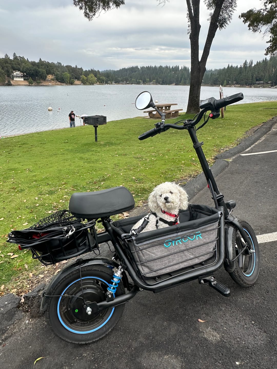 Customer photo review of Gyroor C1Plus 1000W Electric Scooter with Dual Baskets for Pets & Cargo