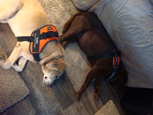 Customer's two dogs lying on a floor, each wearing a Dogshood No Pull Harness with a prominent top grab handle.