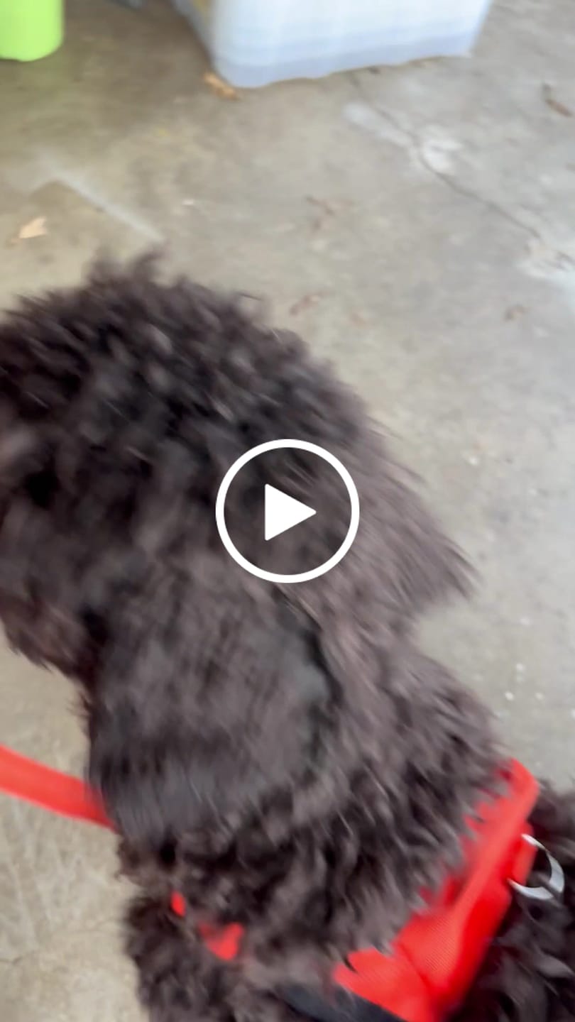 Customer video review of KAVRIONA No-Pull Dog Harness