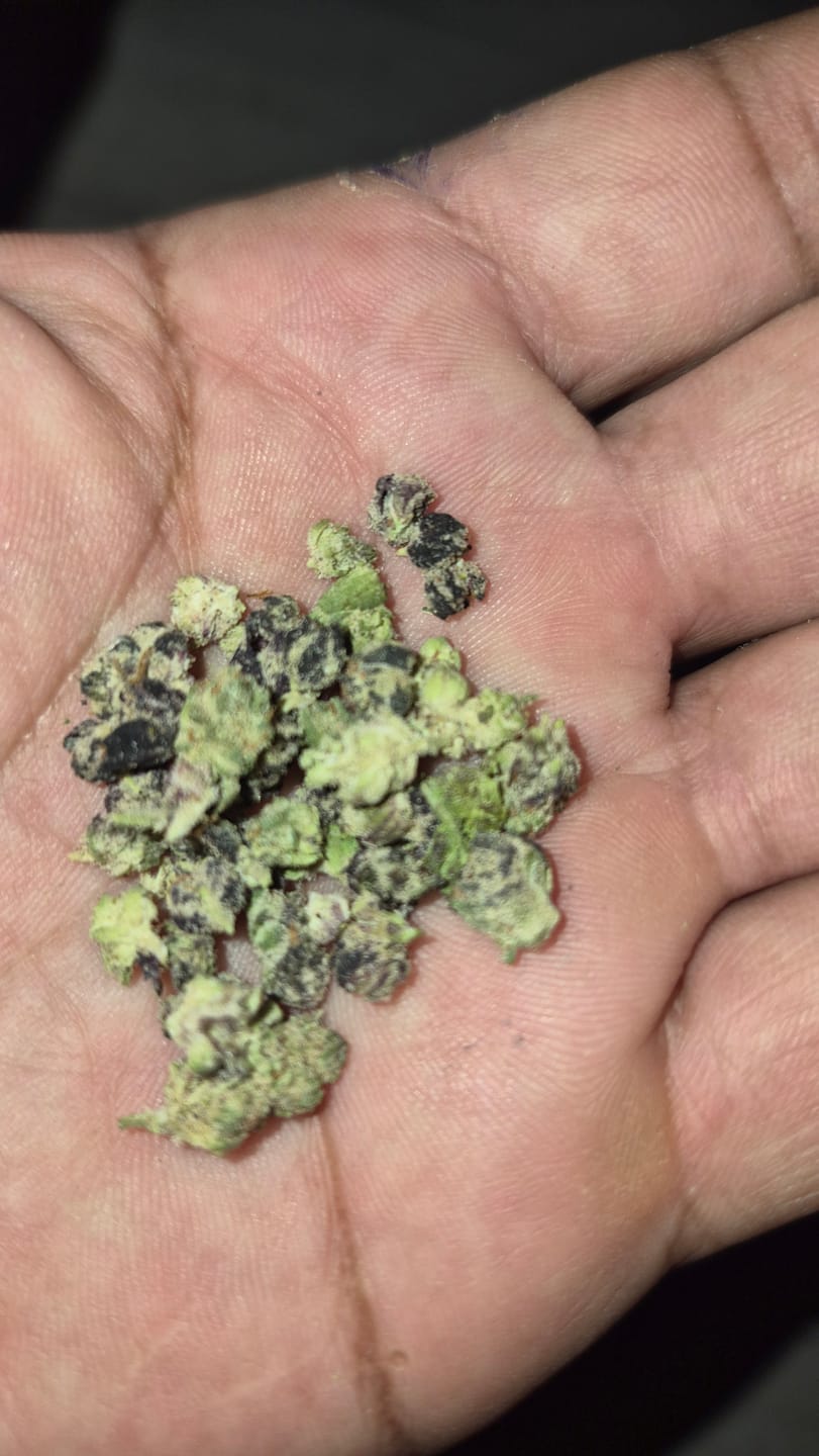 Customer photo review of KIND - Pink Runtz Indoor - Micro - 28 Grams - Hybrid