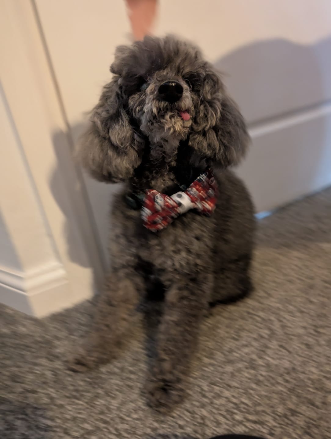 Customer photo review of Disney© Bow Tie - 101 Dalmatians