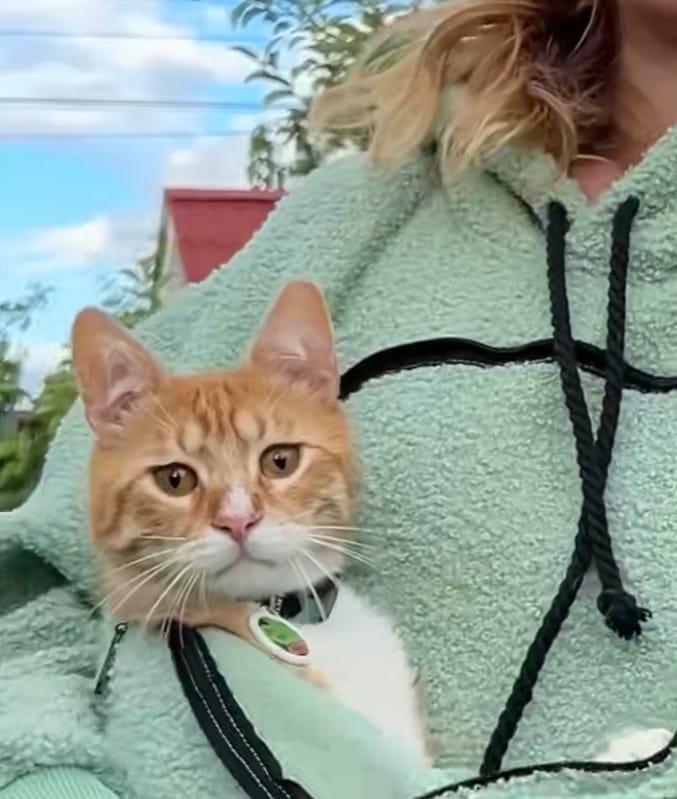 Customer photo review of Pet Peekaboo Pocket Hoodie