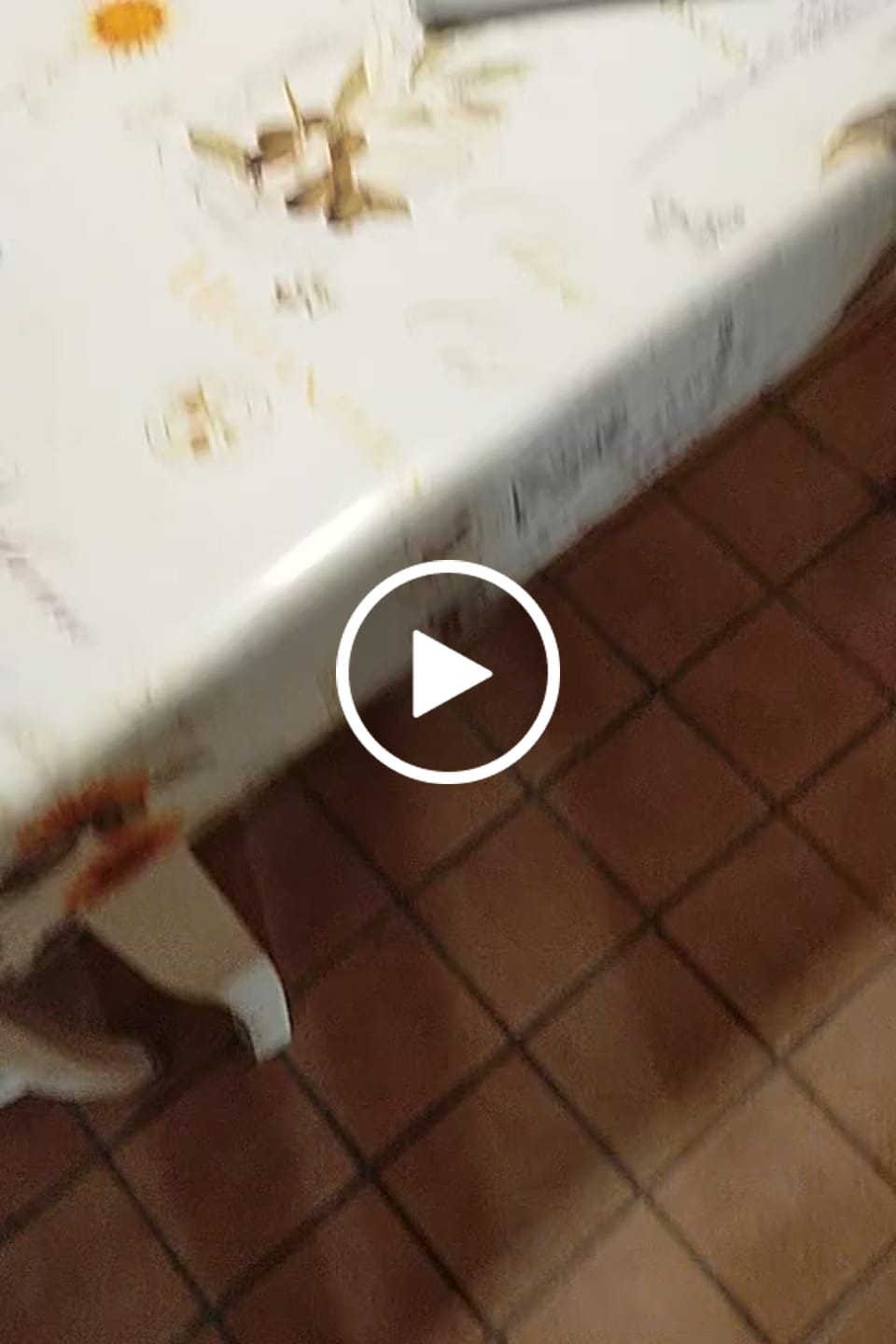 Customer video review of Crocchette Cute e Manto al Salmone - Cane Adulto - Proteine idrolizzate - Grain Free