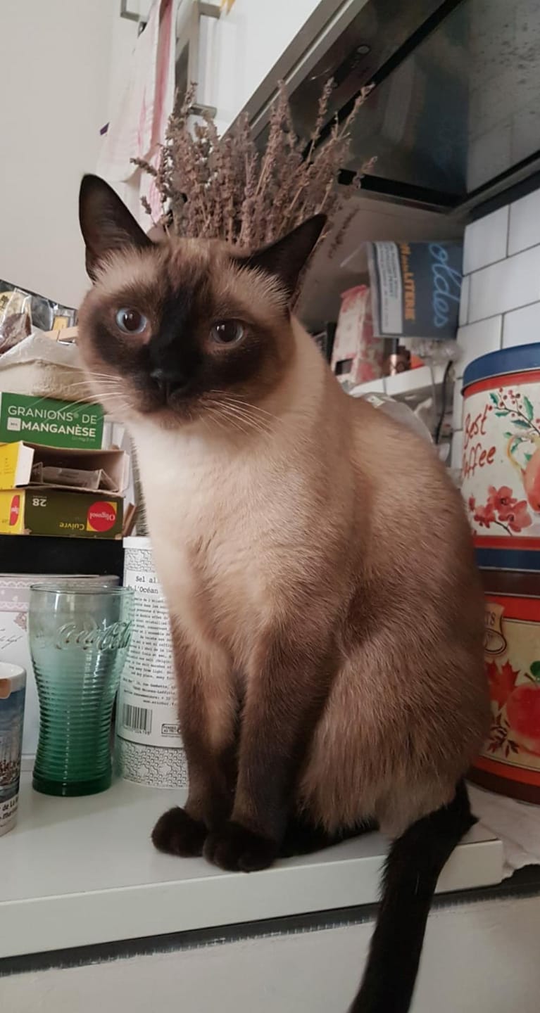Customer photo review of Croquettes Volaille & Légumes - Chat Sénior