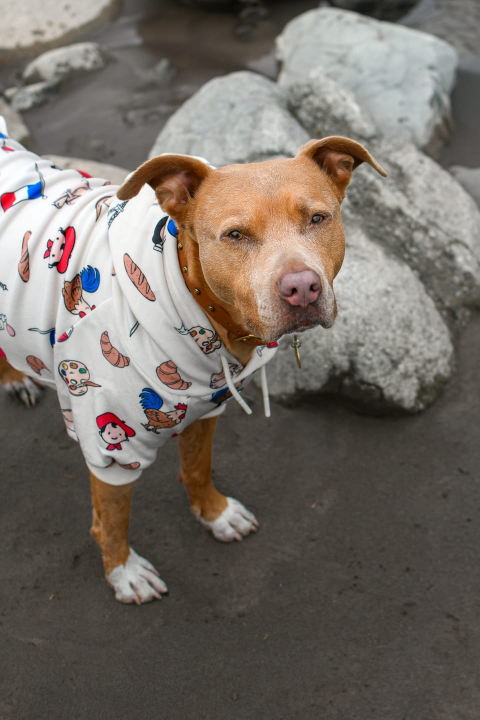 Customer photo review of The France Dog Hoodie - Beige