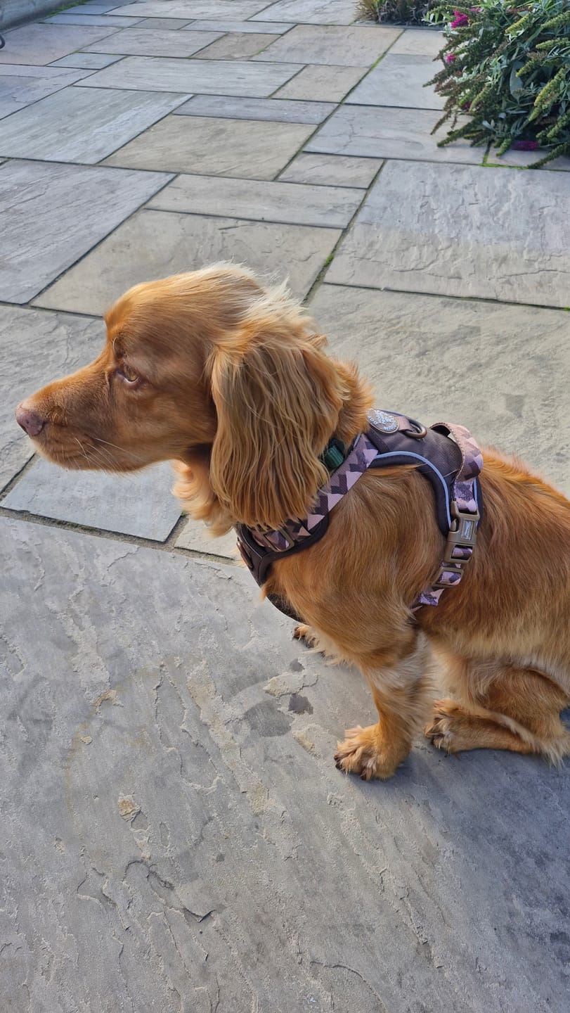 Customer photo review of Tough Trails™ Harness - Walkies Ready® Chocolate Brown