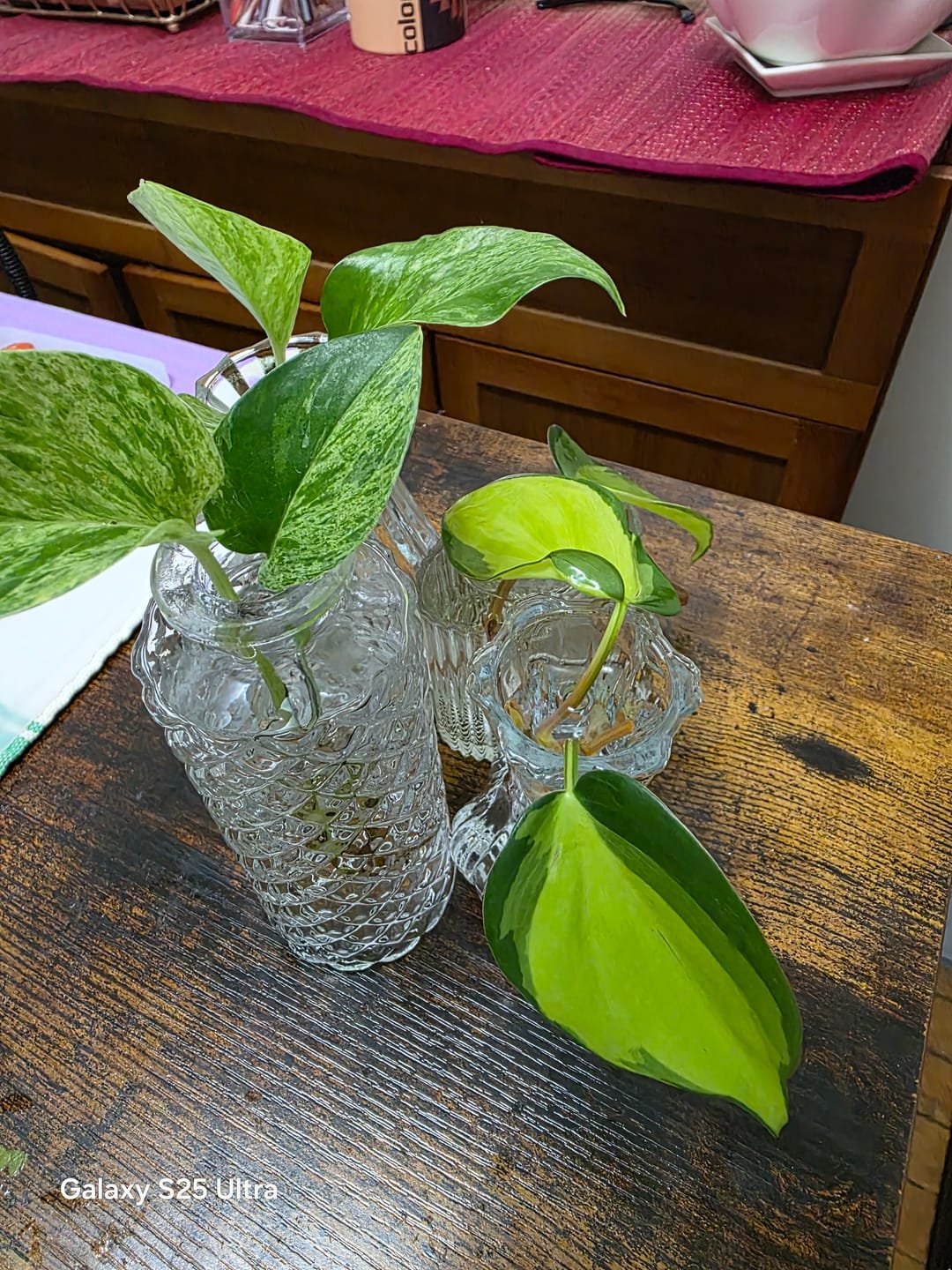 Customer photo review of Rare Brasil philodendron Cuttings & Nursery Pots - Easy Care Houseplant Brasil Extremely Rare Low Light indoor vining plant office plant