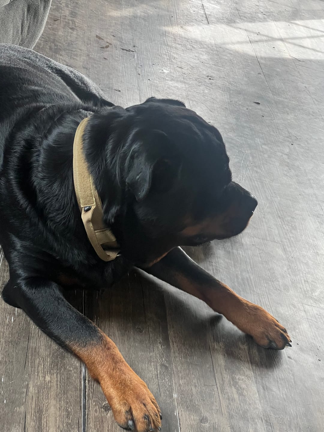 Customer photo review of Metal-Buckle Tactical K9 Dog Collar With Hook & Loop Panel & Top Handle