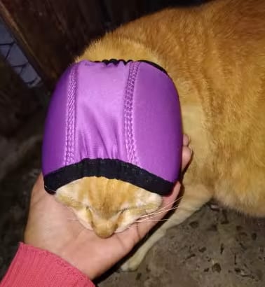 Customer photo review of Orejeras Anti-Ruido para Perros