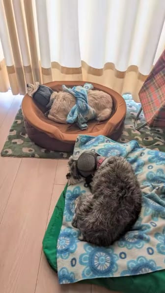 Customer photo review of Orejeras Anti-Ruido para Perros
