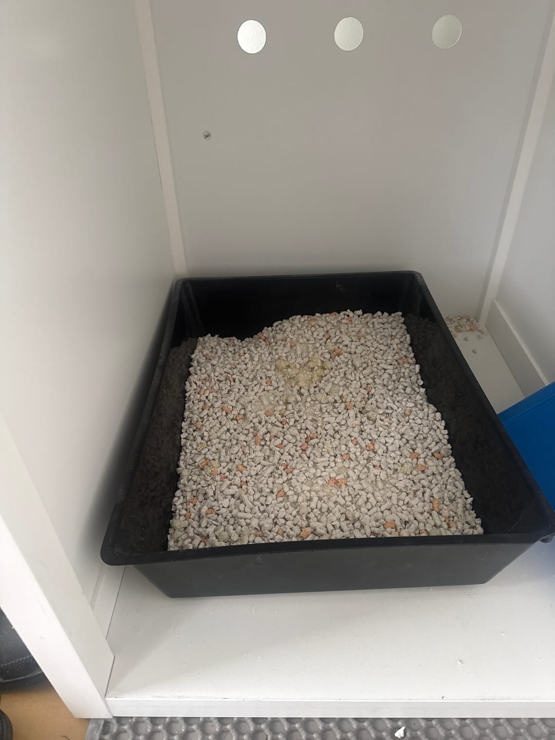 Customer photo review of 3 Month Supply - 2 Cats