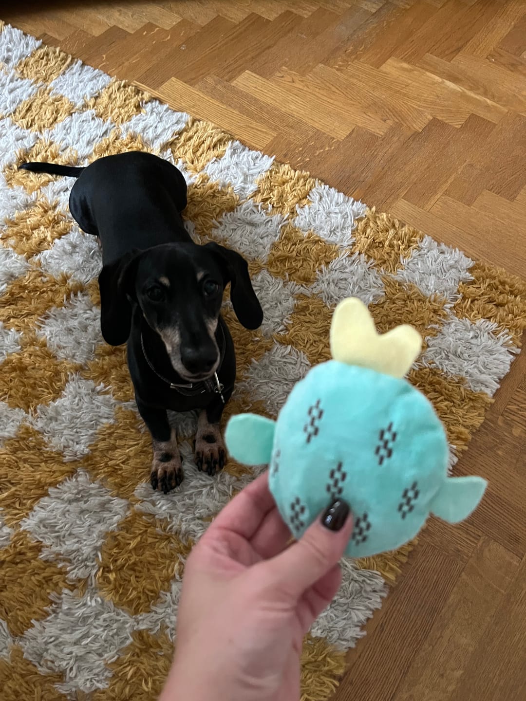 Customer photo review of Croquettes Saumon pour chien (grande) - 1. 28 Mig