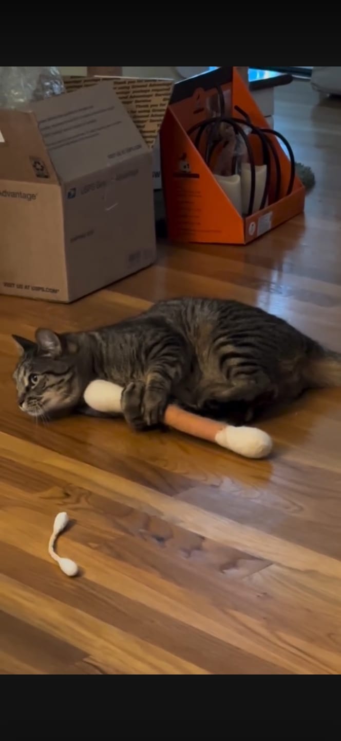 Customer photo review of Jumbo Cotton Bud Cat Toy