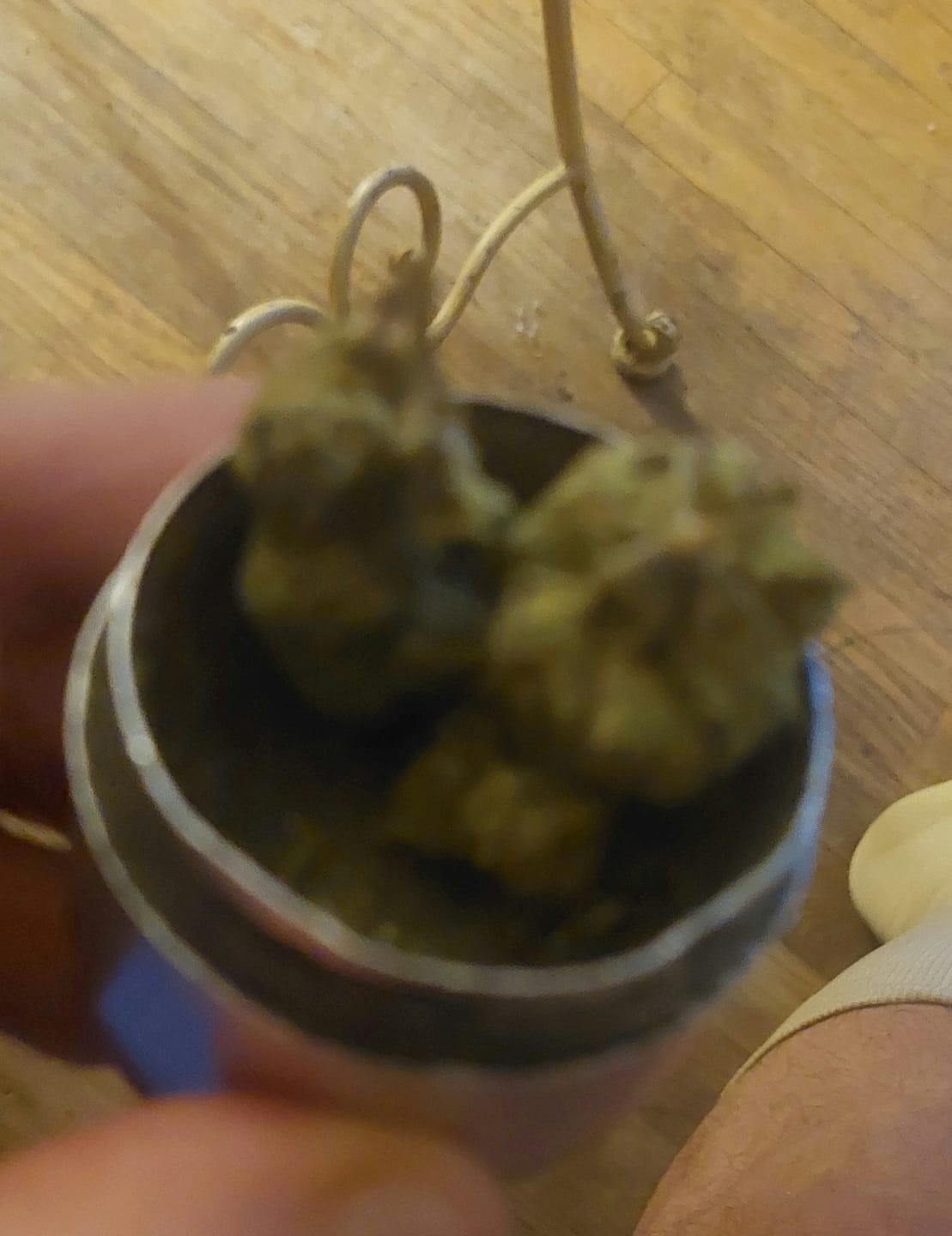 Customer photo review of KIND - Pink Runtz Indoor - Micro - 28 Grams - Hybrid