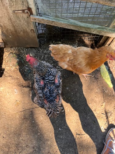 Customer's chickens in a coop enclosure, showing healthy feather regrowth after using Daily Worm Defense + Gut Support.