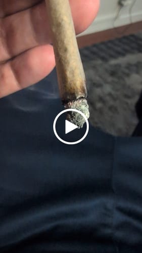 Customer video review of THC-A 36% Flower Granddaddy Purple