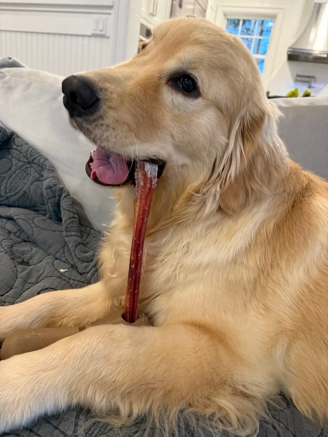 Customer photo review of 12 Inch Monster Bully Stick