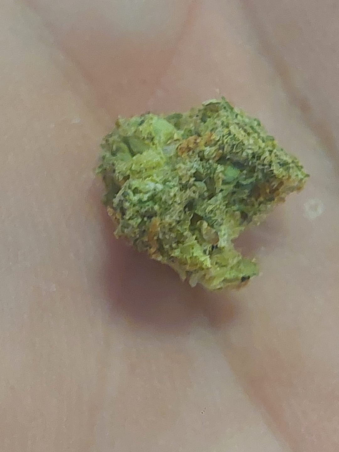 Customer photo review of Biscotti THCA Flower (Budget)