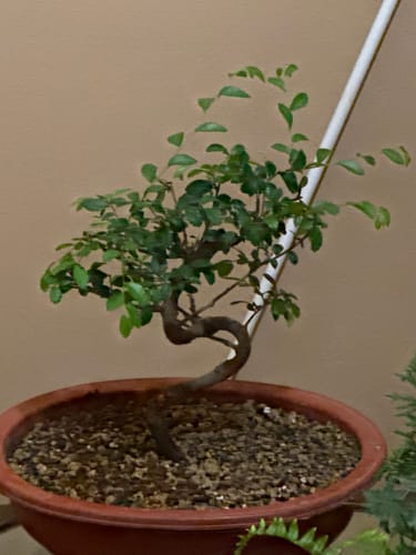 Customer photo review of BONSAI 365