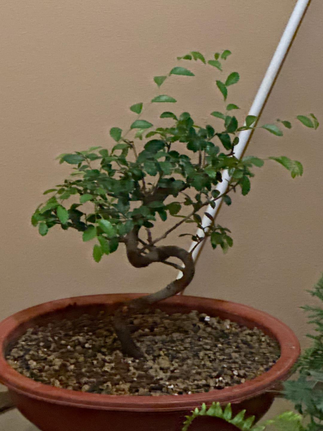 Customer photo review of BONSAI 365