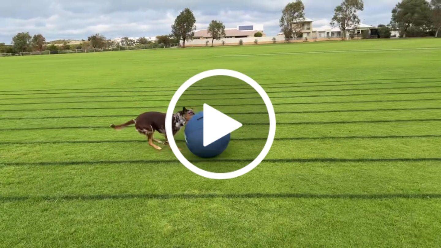 Customer video review of Herding Ball