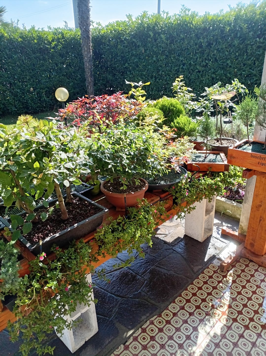 Customer photo review of MICROTEK CONCIME A BASE DI MICROELEMENTI E FERRO CHELATO BONSAI CB®