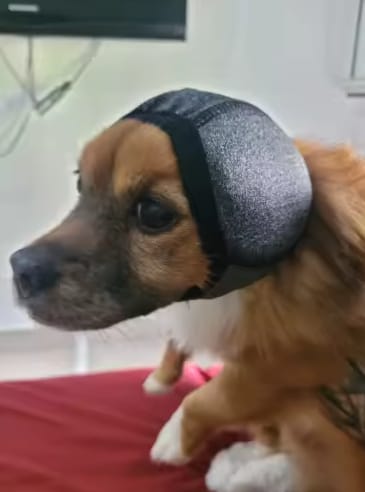 Customer photo review of Orejeras Anti-Ruido para Perros