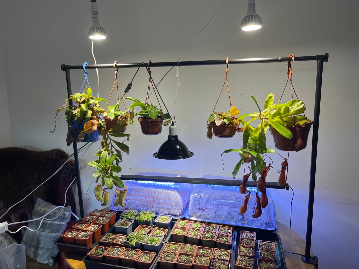 Customer photo review of Pianta LED Grow Light 3-Pack bundle
