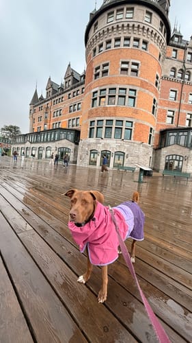 Customer's dog standing on a wet wooden deck wearing a pink and purple Breatheshield raincoat in front of a castle.