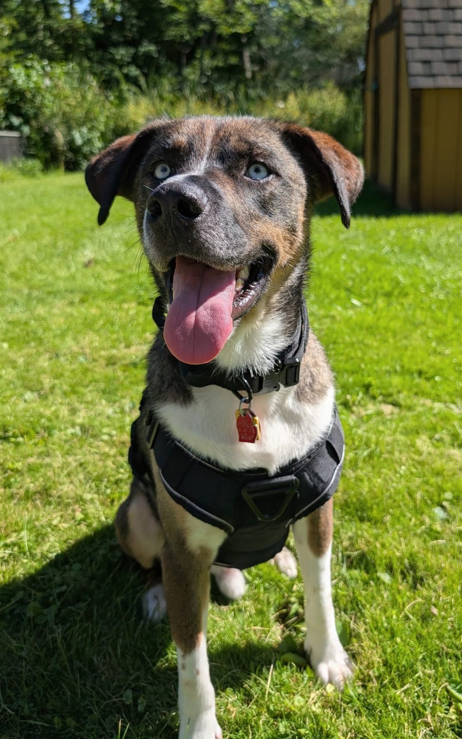 Customer photo review of Metal-Buckle Tactical K9 Dog Collar With Hook & Loop Panel & Top Handle