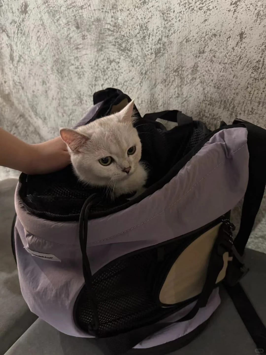 Customer photo review of Comfortable Labor-saving Front Pet Carrier