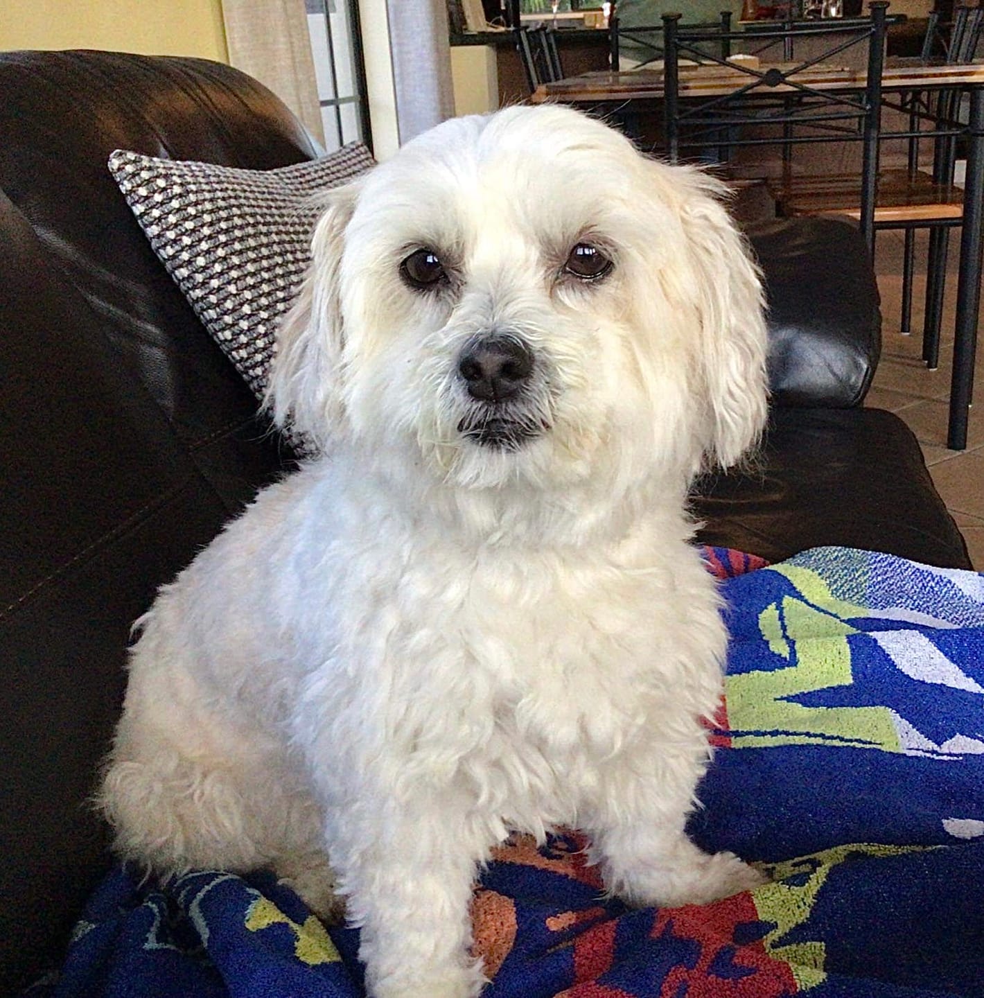 Customer photo review of NexGard SPECTRA for Small Dogs 3.6-7.5kg