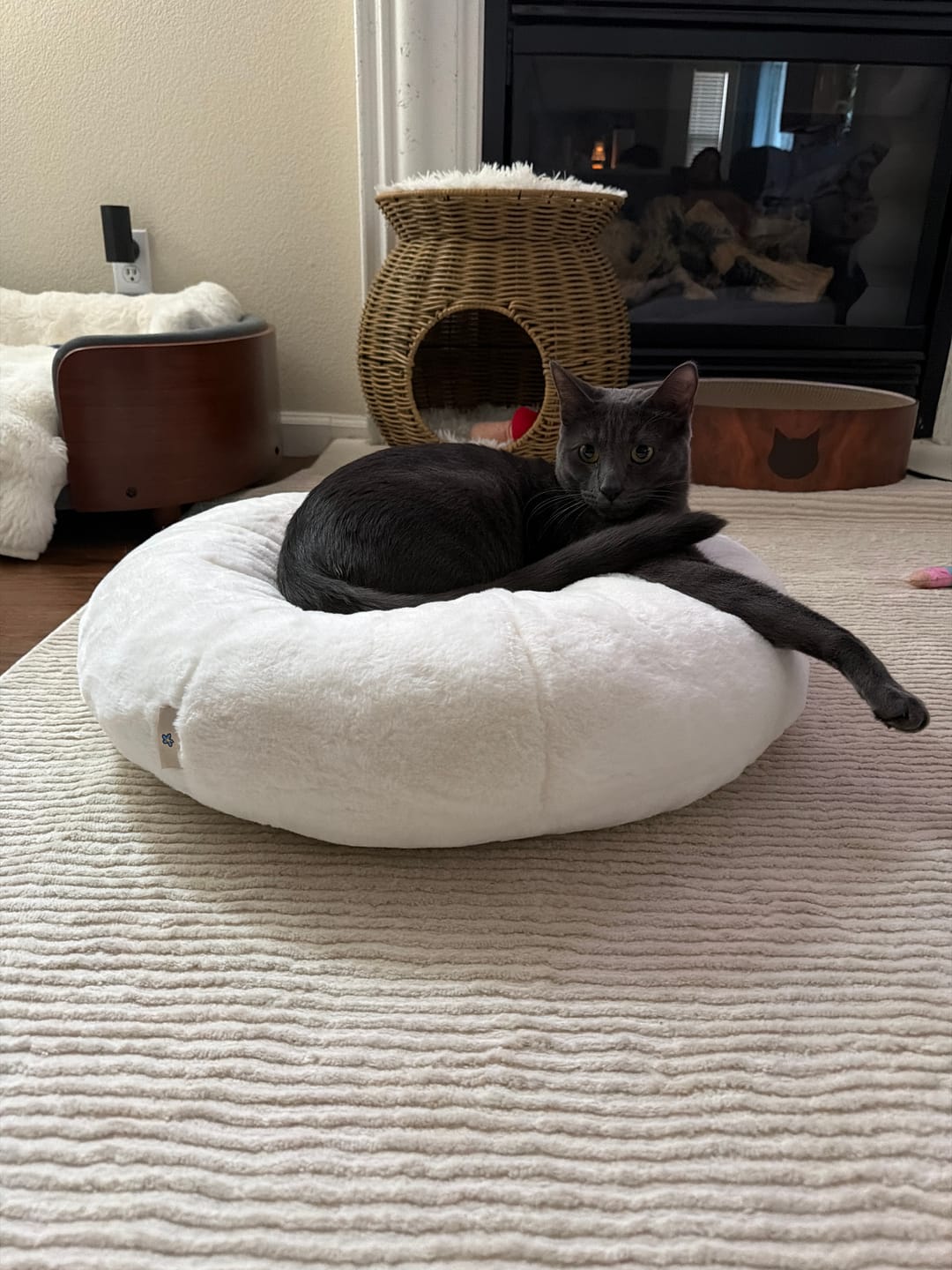 Customer photo review of Sourdough Pudding Bed
