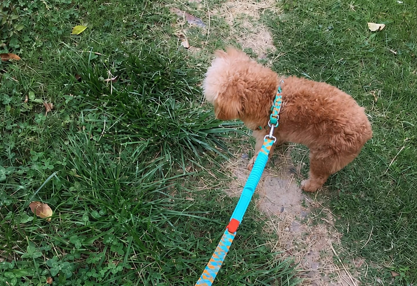 Customer photo review of Colorful PRO Bungee Dog Leash – 3-in-1 Shock-Absorbing Design, Single or Set with No Choke X Harness