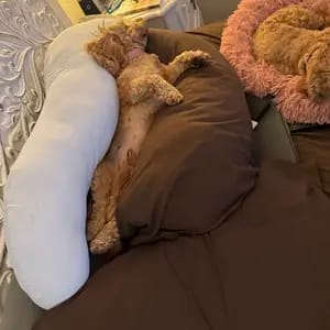 Customer photo review of The CuddleLog