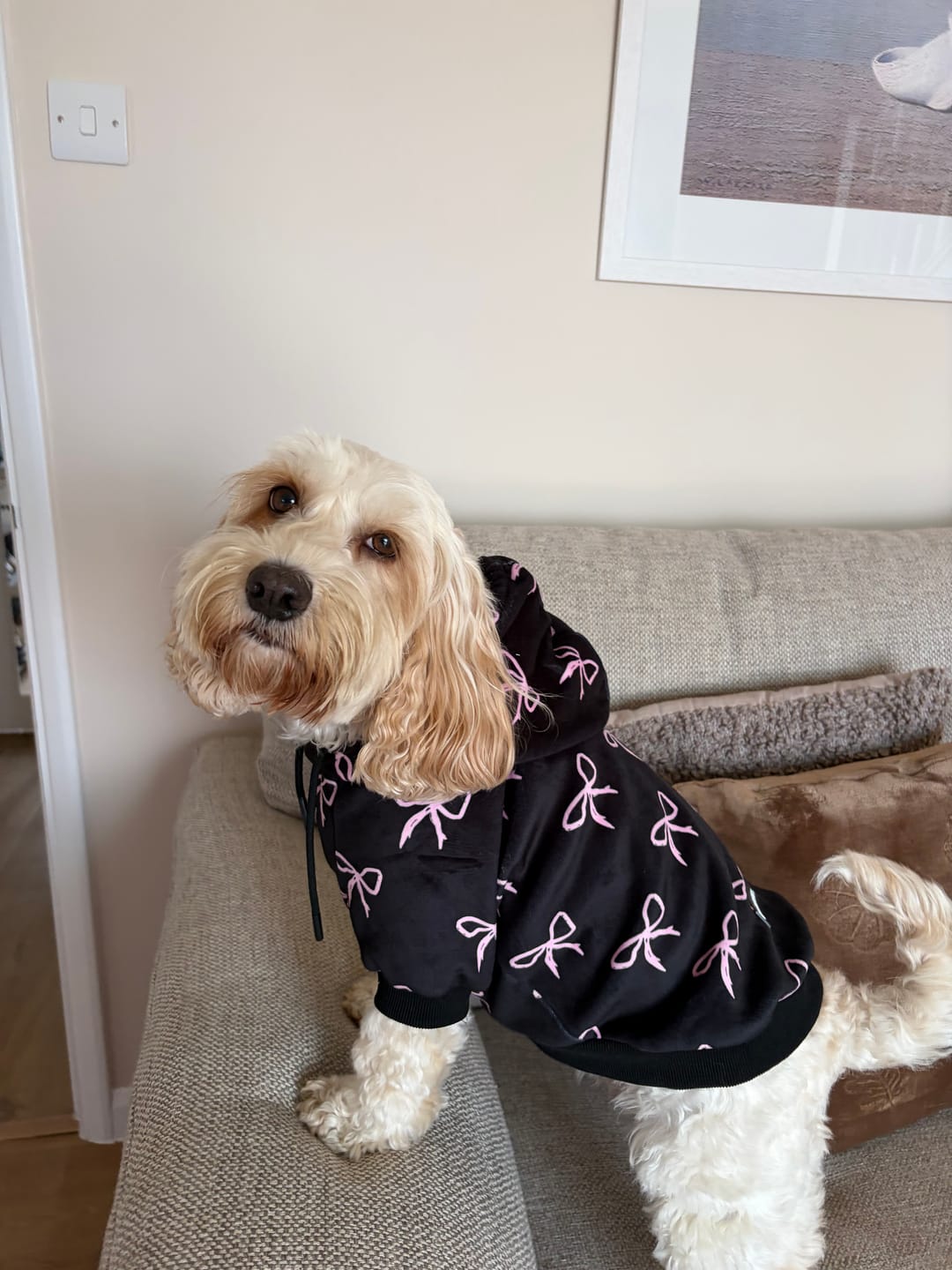 Customer photo review of Coquette Dog Hoodie