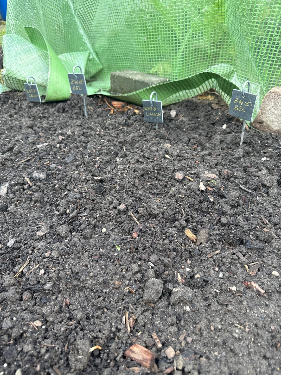 Customer photo review of Pflanzknoblauch ‘Ljubascha’: Bio-Pflanzgut aus Erhaltungsanbau