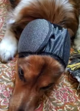 Customer photo review of Orejeras Anti-Ruido para Perros